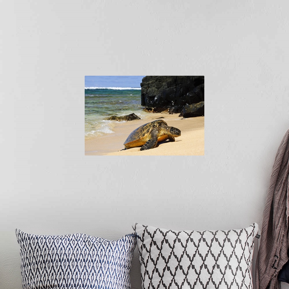 A bohemian room featuring Green Sea Turtle (Chelonia mydas) comes ashore, close-up with lava rocks, Hideaways Beach, Prince...