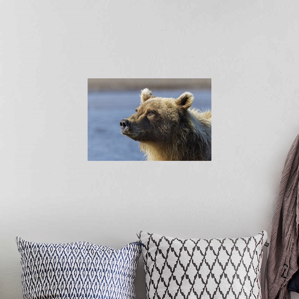 A bohemian room featuring Grizzly bear close-up, Lake Clark National Park and Preserve, Alaska. United States, Alaska.