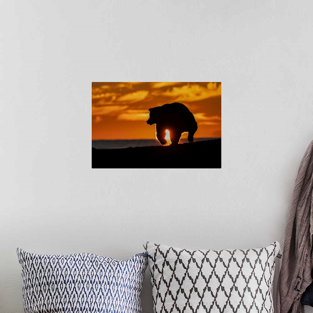 A bohemian room featuring Adult grizzly bear silhouetted on beach at sunrise, Lake Clark National Park and Preserve, Alaska...