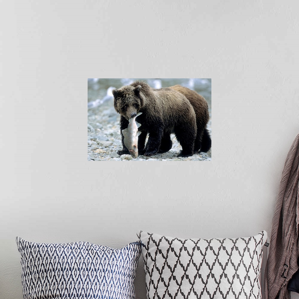 A bohemian room featuring Grizzly Cub carrying Salmon in his Mouth, U.S.A., Alaska, Katmai Peninsula