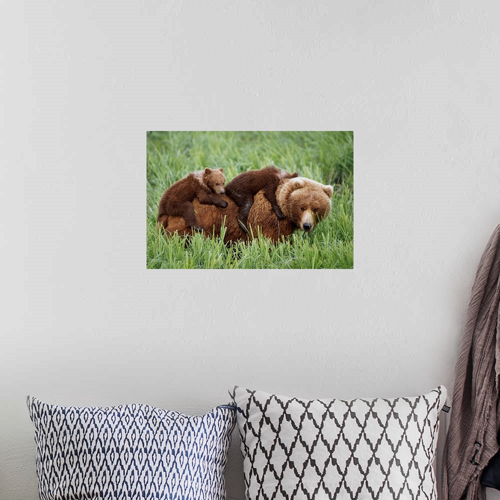 A bohemian room featuring Grizzly Cubs Ride On Top Of Their Mother As She Walking Through Grass Near Mcneil River. Summer I...