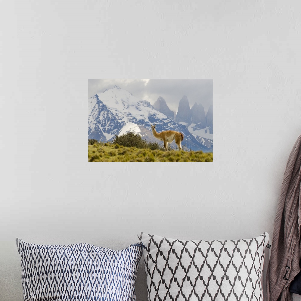 A bohemian room featuring Guanaco with Paine Towers in background, Torres Del Paine National Park, Region 12, Chile, Patago...