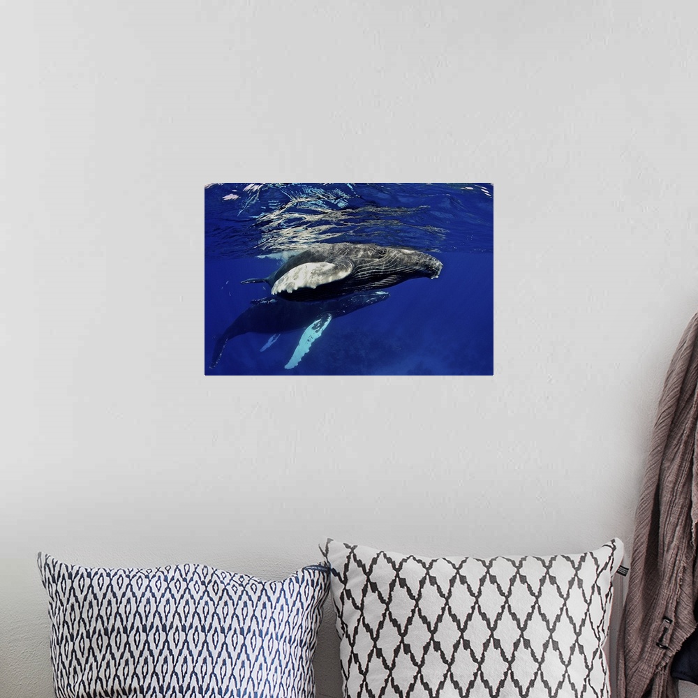 A bohemian room featuring Caribbean, Greater Antilles archipelago, Domincan Republic, Silver Bank. Humpback whale calf