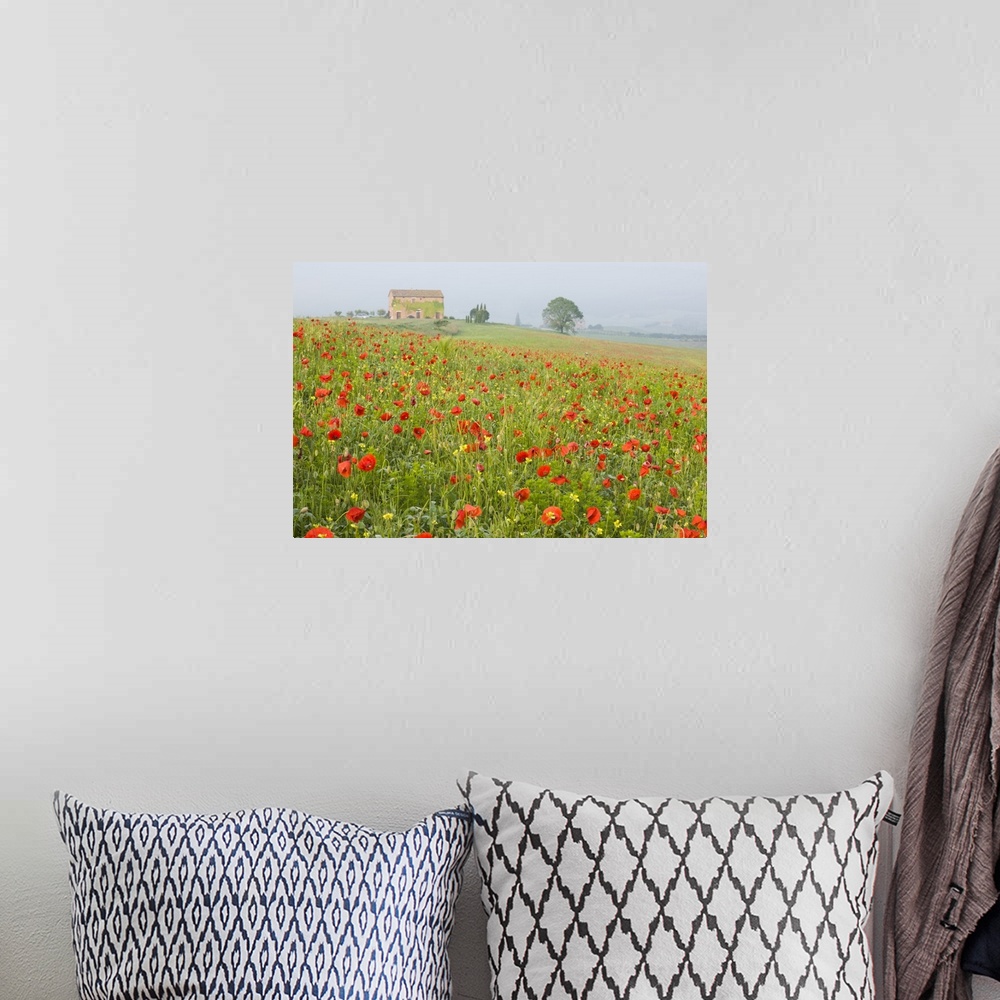 A bohemian room featuring Italy, Tuscany. A foggy morning amidst a field of poppies.