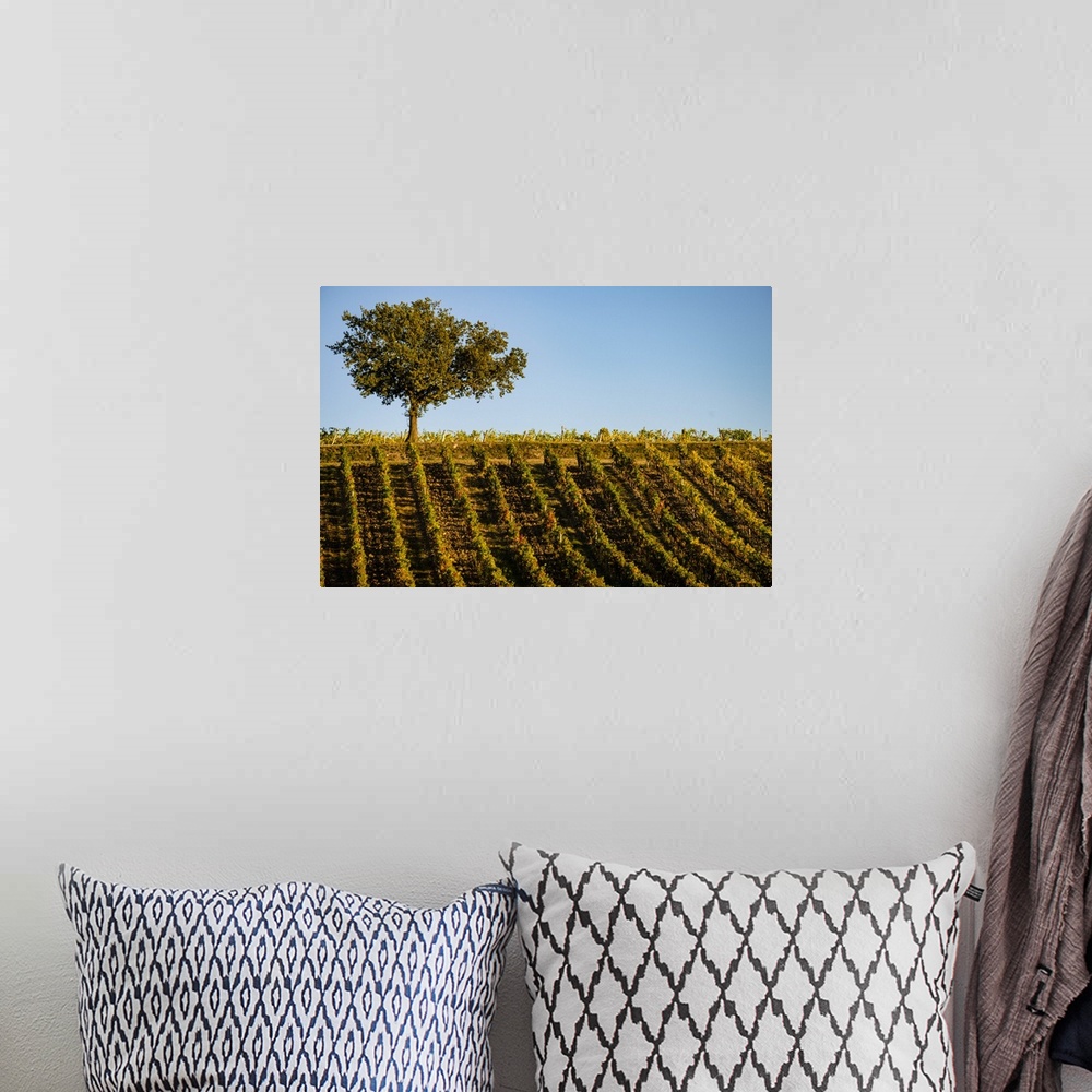 A bohemian room featuring Italy, Tuscany. Vineyard in autumn.