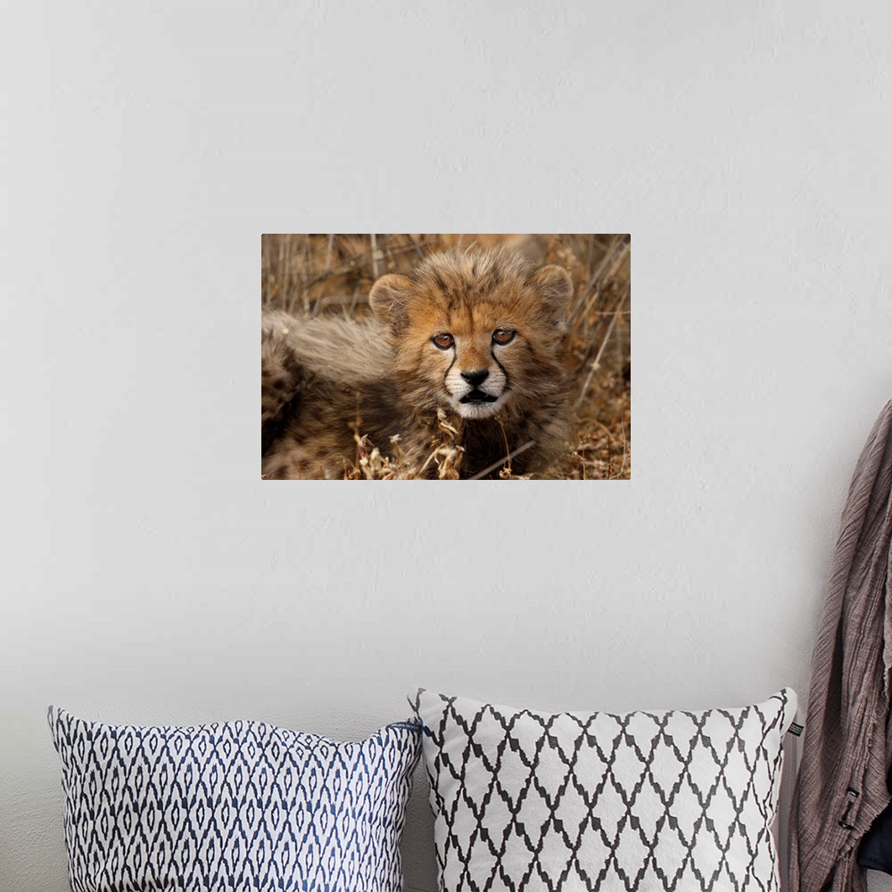 A bohemian room featuring Kenya, Masai mara national reserve. Cheetah cub close-up.