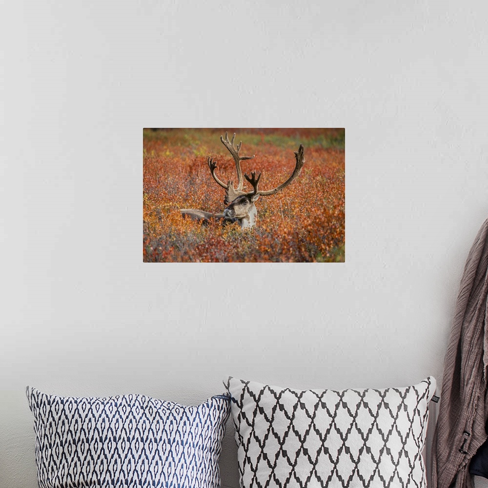 A bohemian room featuring Large male caribou in red fall tundra, eye to eye with photographer, Denali national park, Alaska.