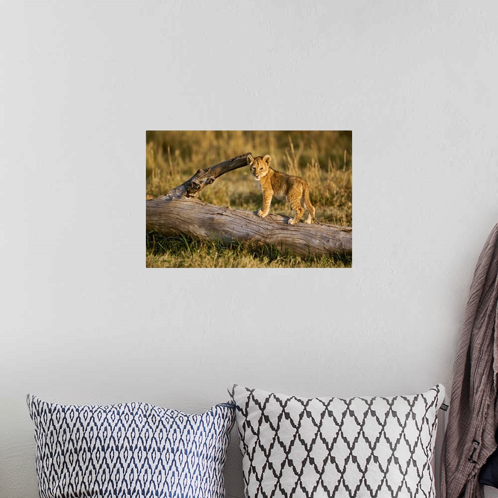 A bohemian room featuring Lion cub on log, Panthera leo, Masai Mara, Kenya.