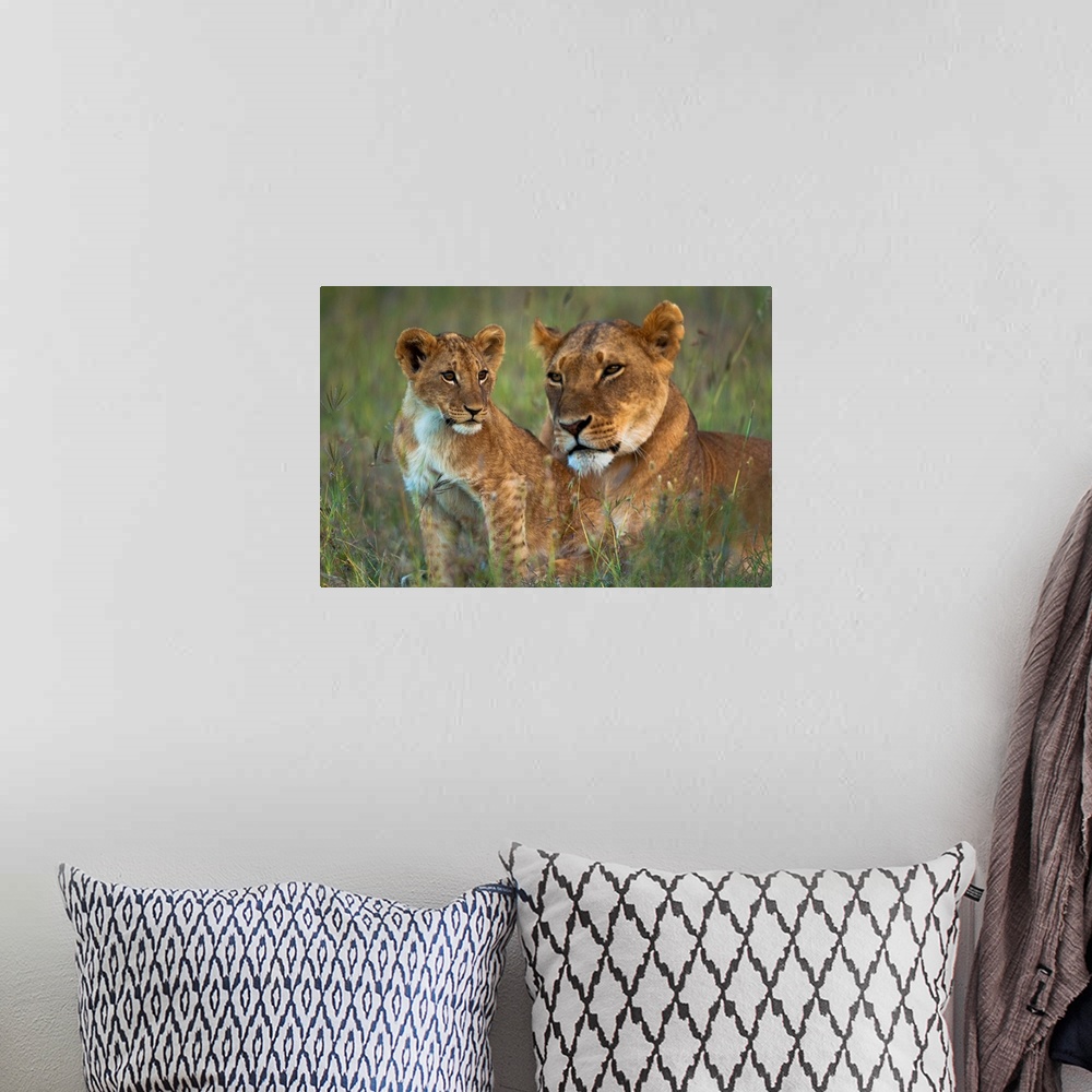A bohemian room featuring Lioness with cub at dusk, Ol Pejeta Conservancy, Kenya.