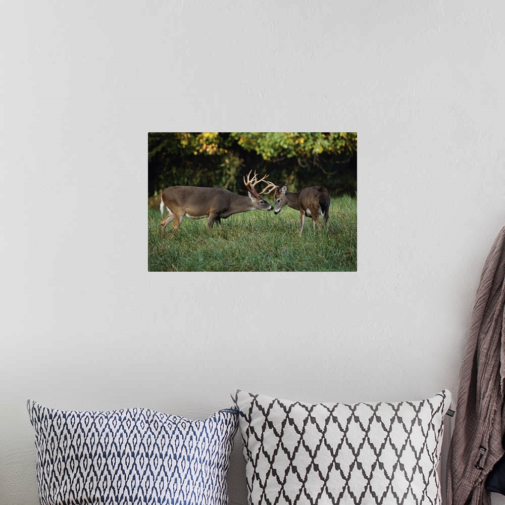 A bohemian room featuring Male White-tailed Deer sizing each other up, (Odocoileus virginianus), Cades Cove, Great Smoky Mo...