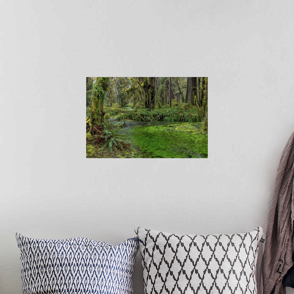 A bohemian room featuring Mossy lush forest along the Maple Glade Trail in the Quinault Rainforest in Olympic National Park...