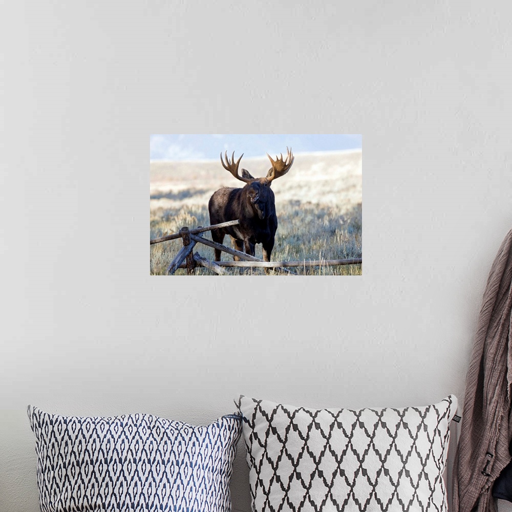 A bohemian room featuring Wyoming, Grand Teton National Park, Bull Moose, (Alces alces).