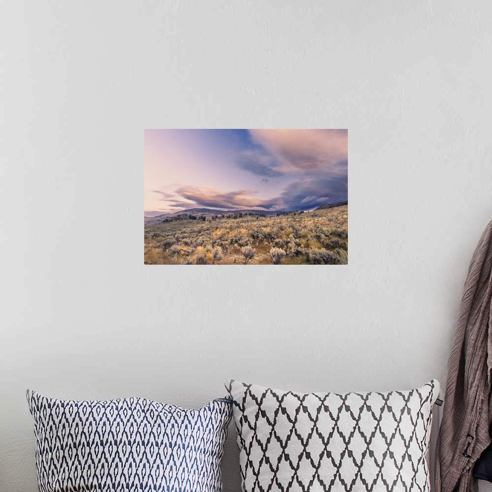 A bohemian room featuring Mountain big sagebrush at sunrise, Lamar Valley, Yellowstone National Park, Wyoming. United State...