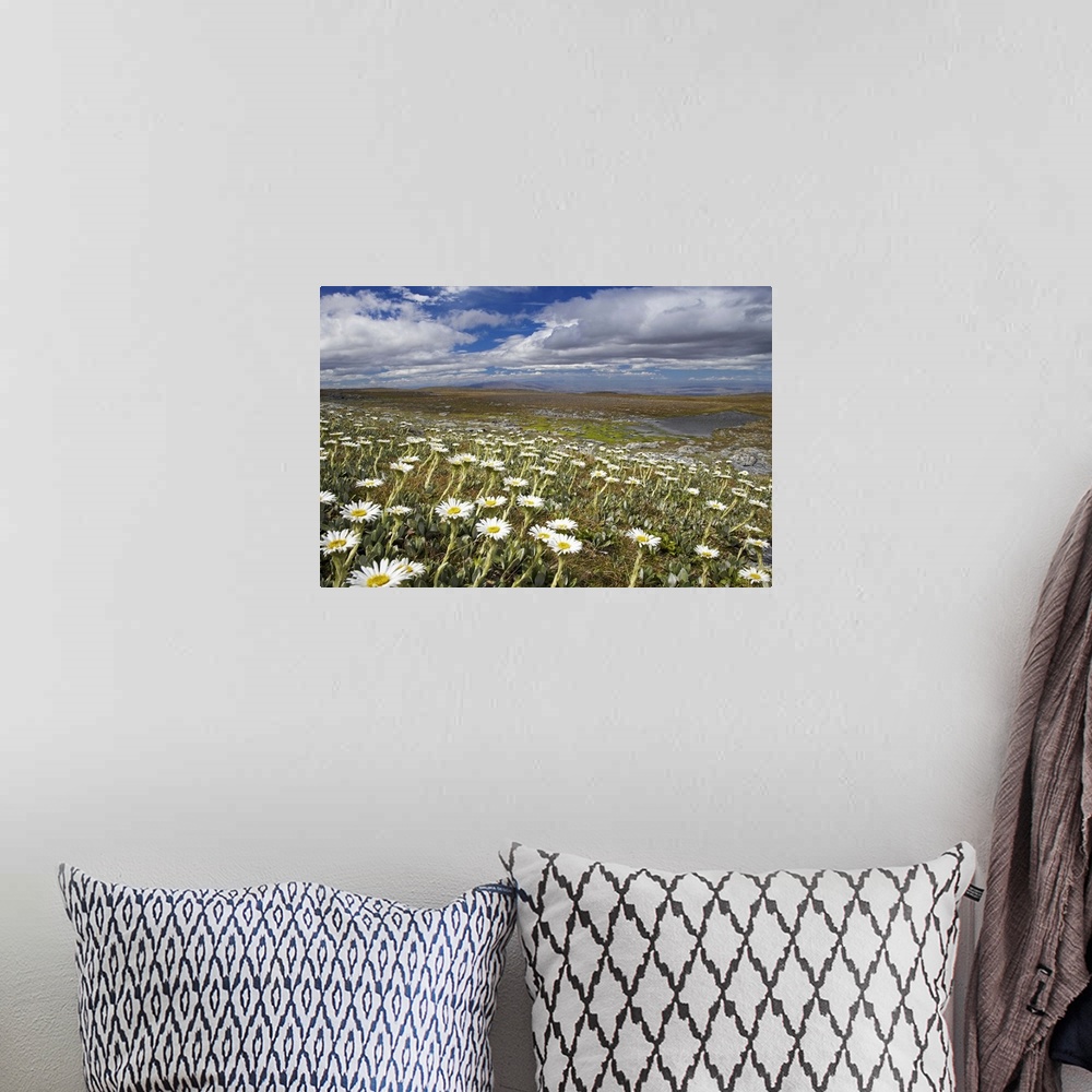 A bohemian room featuring Mountain Daisies, Old Woman Conservation Area, Central Otago, South Island, New Zealand
