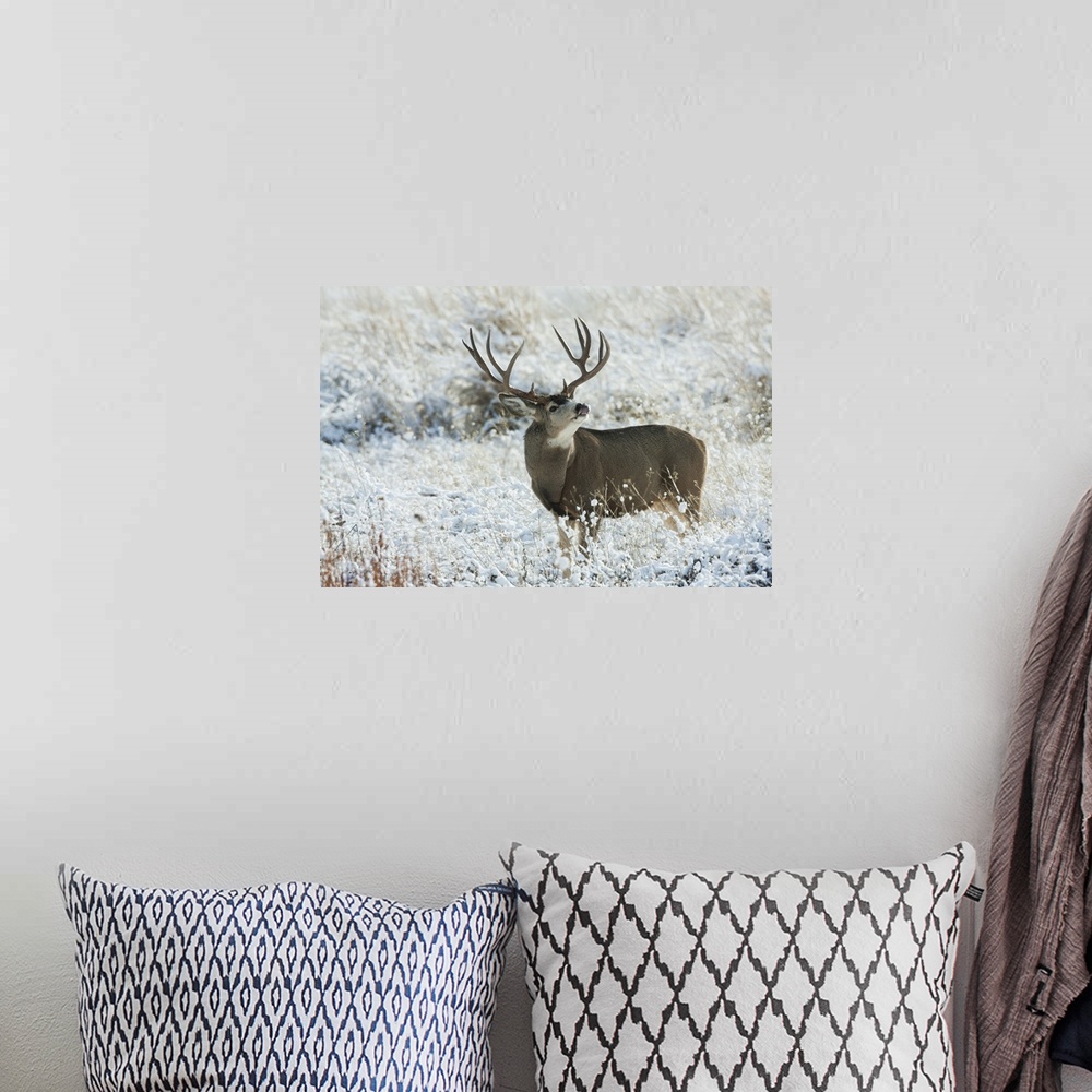 A bohemian room featuring Mule Deer Buck. Nature, Fauna.
