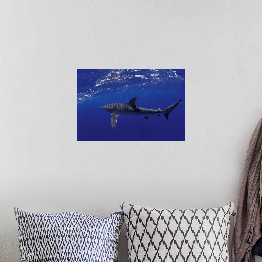 A bohemian room featuring NA, Mexico, Socorro Islands.Silky shark (Carcarhinus falciformis)