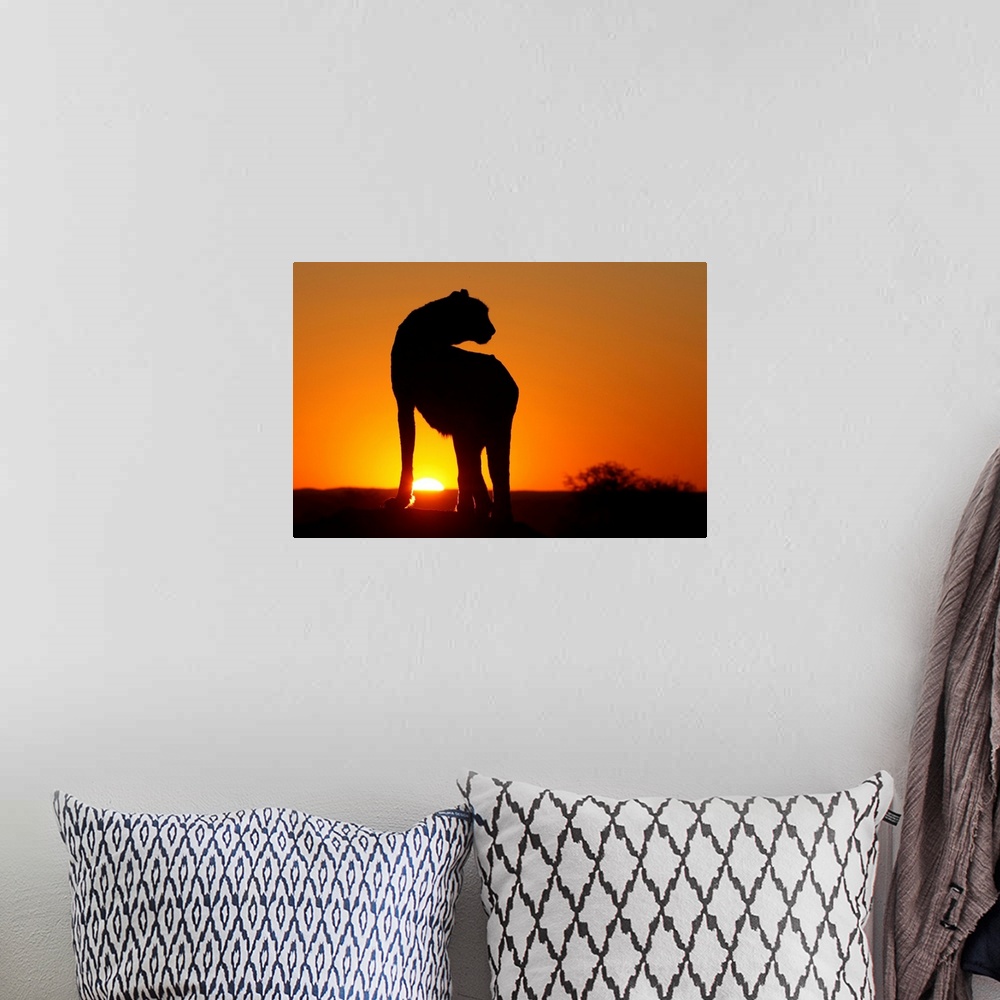 A bohemian room featuring Namibia. Cheetah silhouette at sunset.