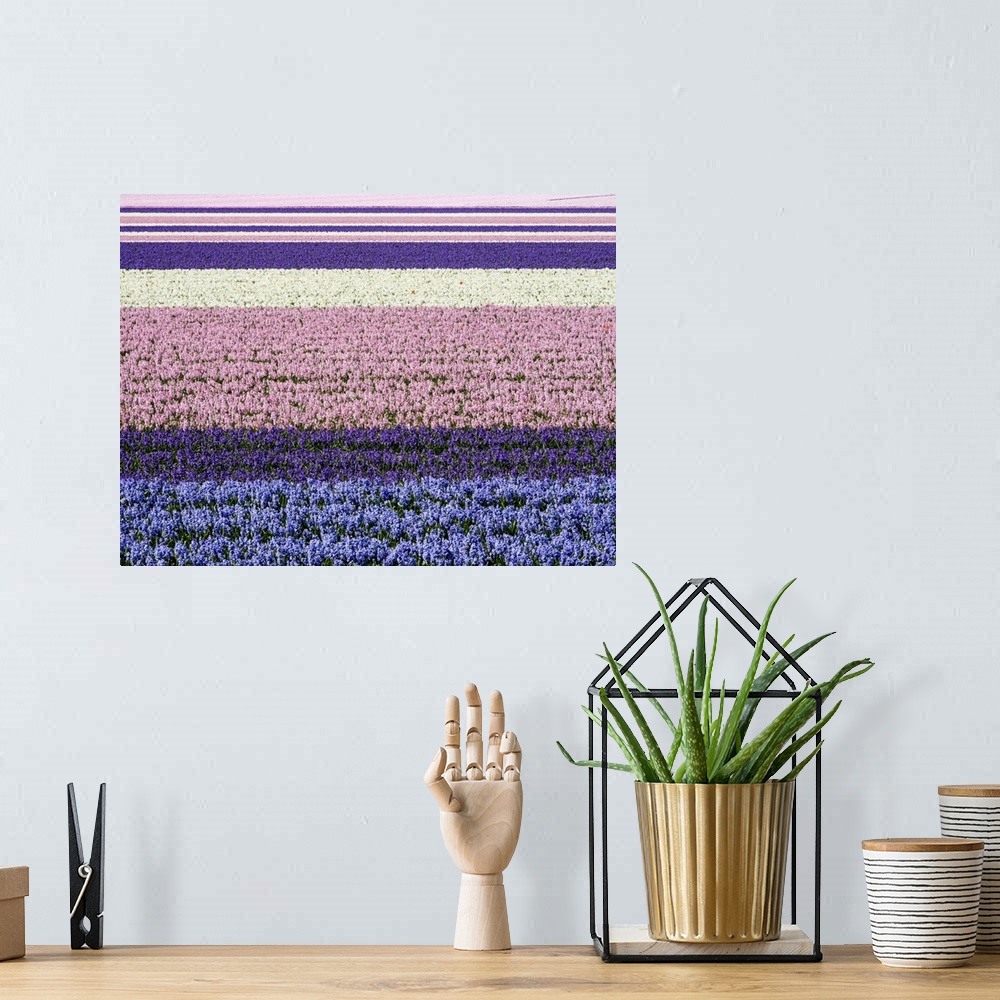 A bohemian room featuring Netherlands, Lisse. Agricultural field of hyacinths.