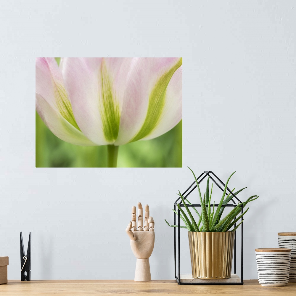 A bohemian room featuring Netherlands, Lisse. Closeup of a soft pink tulip with green streaks.