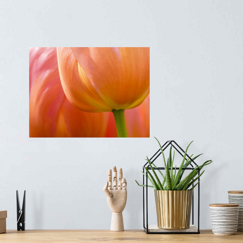 A bohemian room featuring Netherlands, Lisse. Closeup of an orange tulip flower.