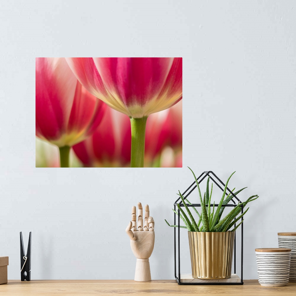 A bohemian room featuring Netherlands, Lisse. Closeup of pink and white tulip flower.