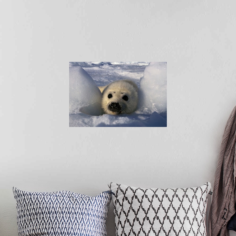 A bohemian room featuring North America, Canada, Gulf of St. Lawrence. Harp Seal (phoca groenlandica)