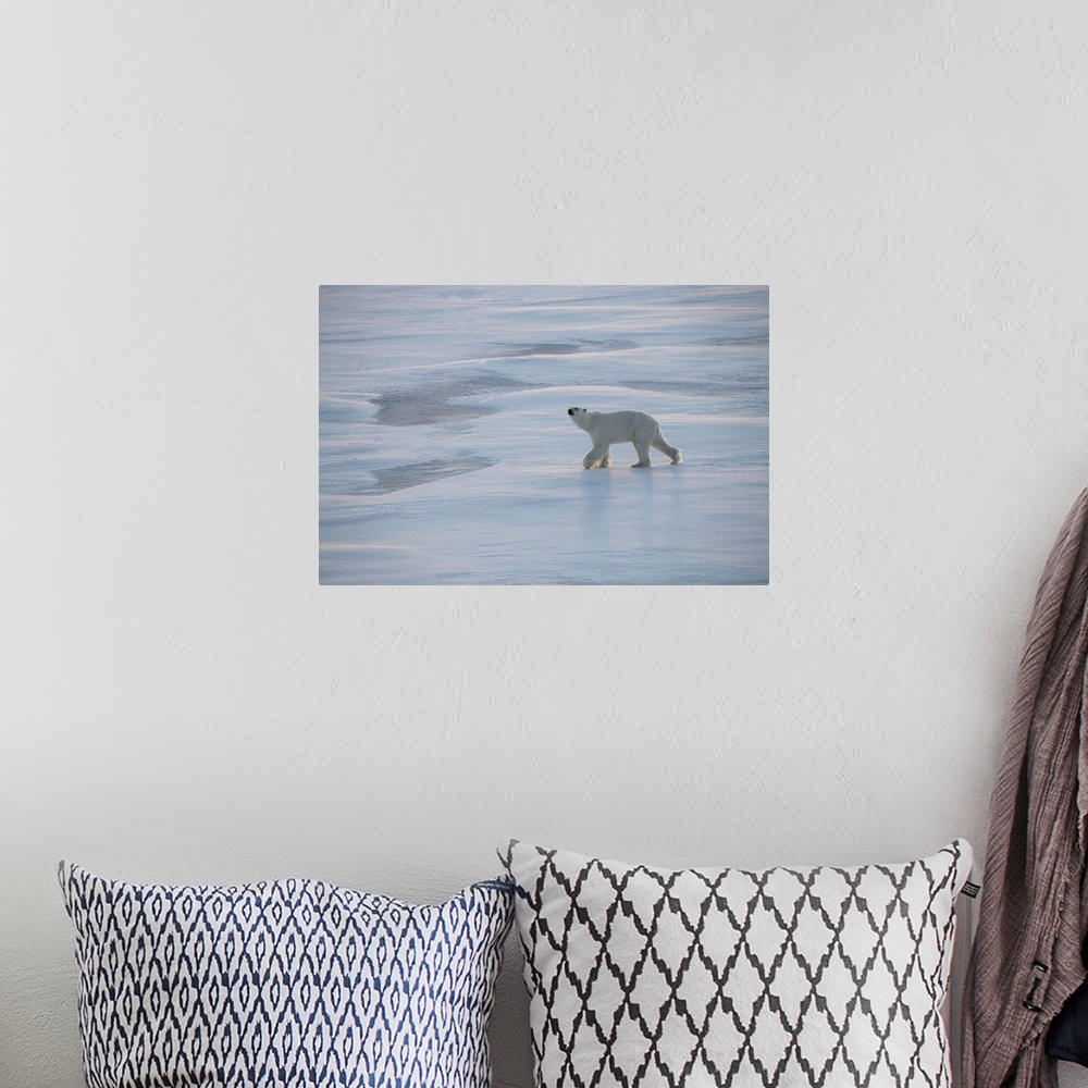 A bohemian room featuring Norway, High Arctic. Underweight polar bear on sea ice at dusk. Europe, Norway.