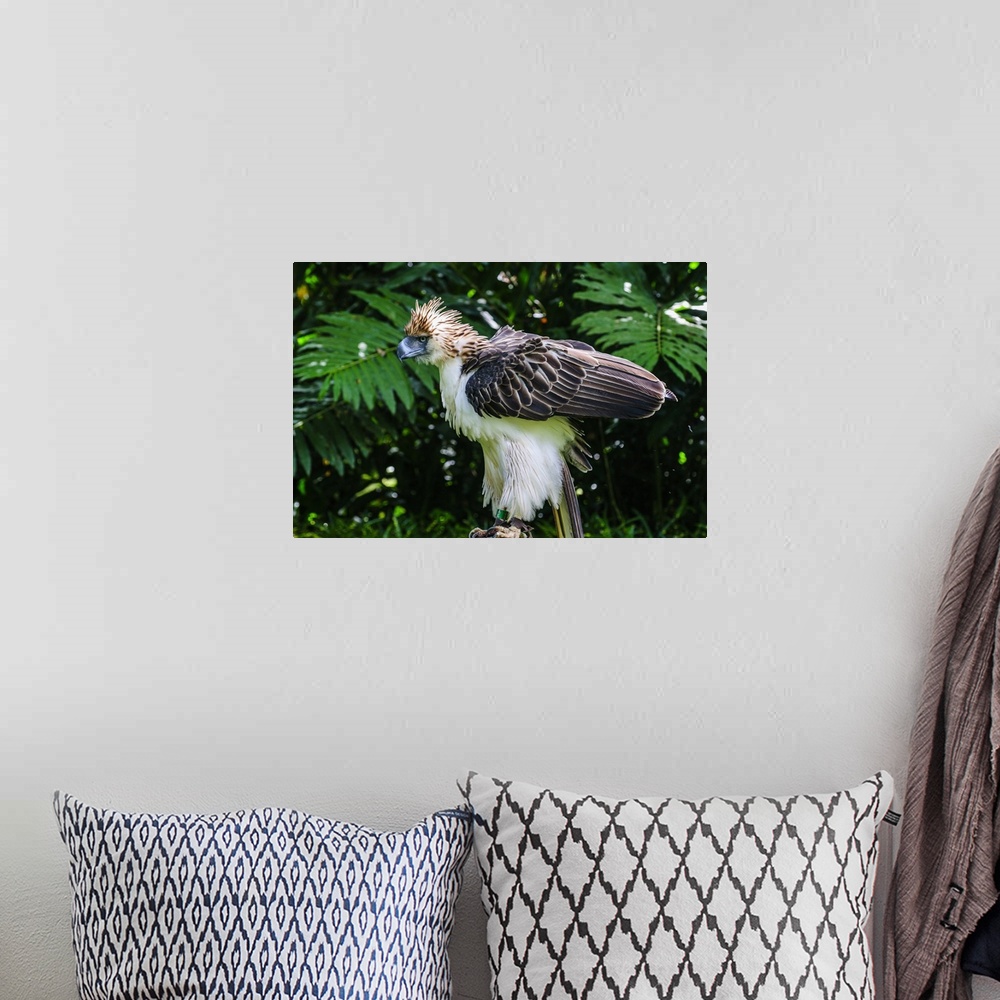 A bohemian room featuring Philippine Eagle, also known as the Monkey-eating Eagle, Davao, Mindanao, Philippines.