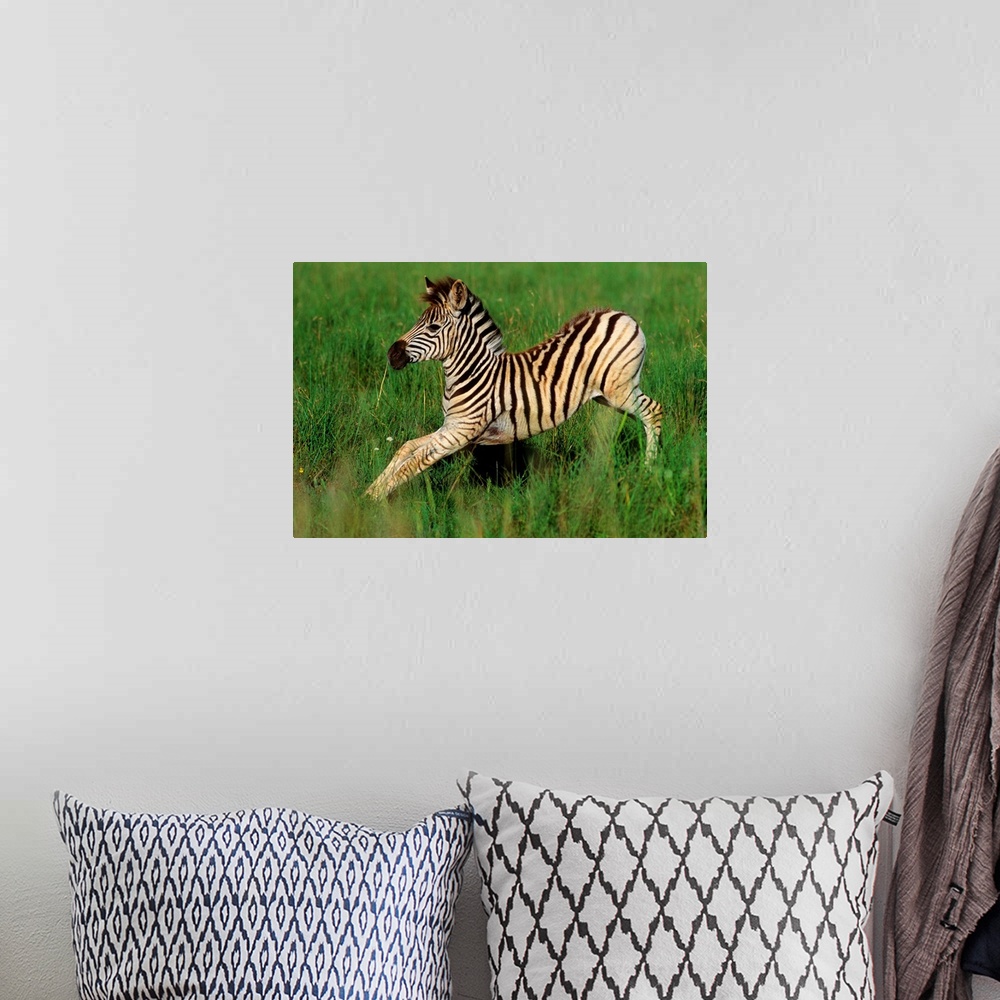 A bohemian room featuring Plains Zebra (Equus quagga) foal stretching, Midmar Game Reserve, Midlands, KwaZulu-Natal, South ...