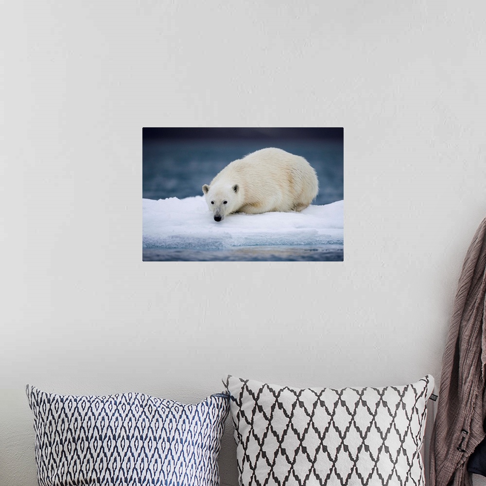 A bohemian room featuring Norway, Svalbard, Polar Bear (Ursus maritimus) resting on iceberg after swimming near Half Moon I...