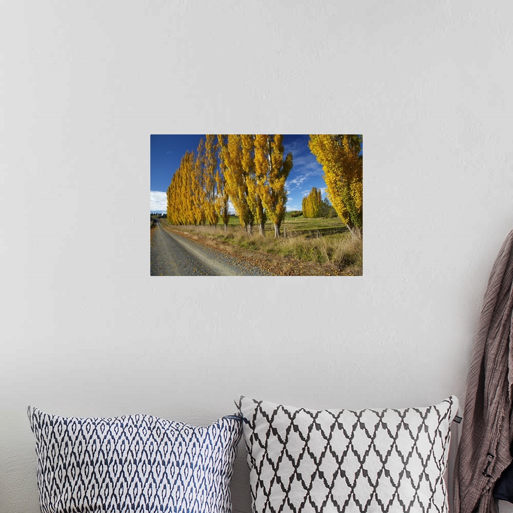 A bohemian room featuring Poplar trees and farmland in autumn, near Lovells Flat, South Otago, South Island, New Zealand.