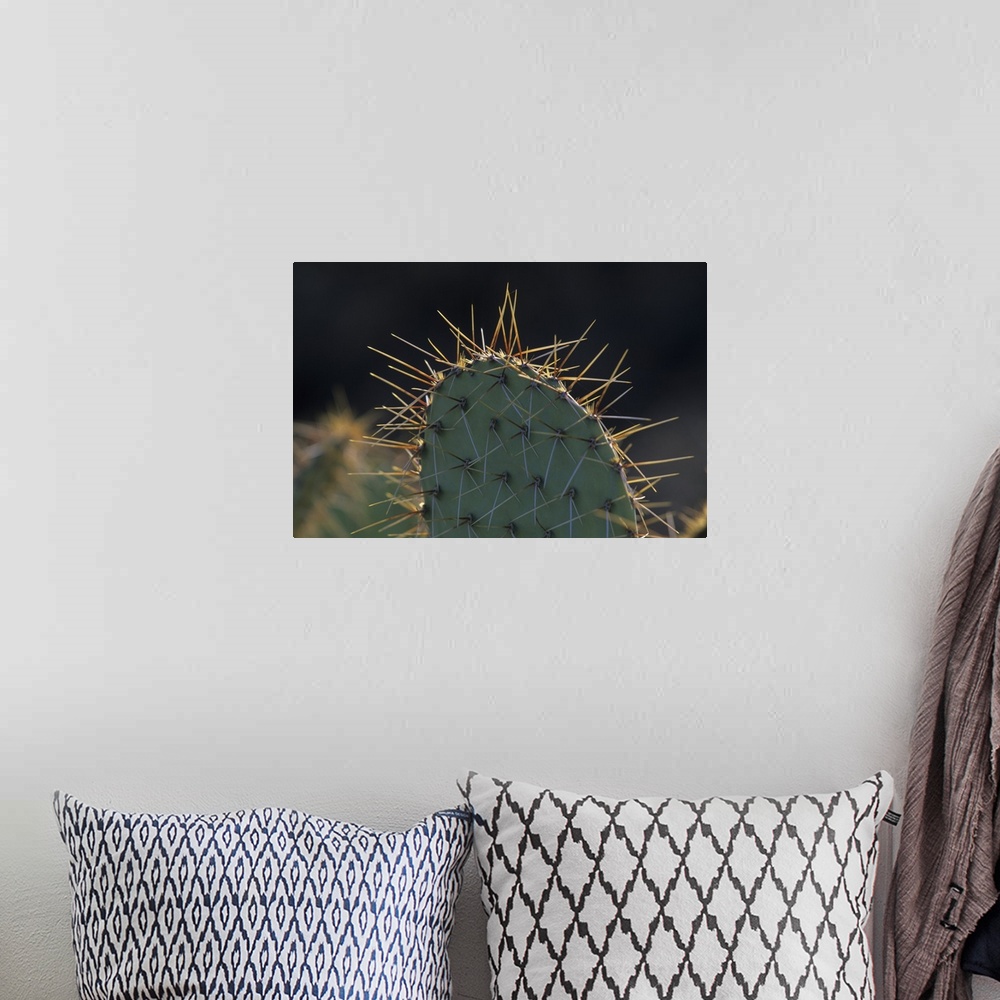 A bohemian room featuring Prickly pear cactus (Opuntia spp), Saguaro National Park, Tucson, Arizona.