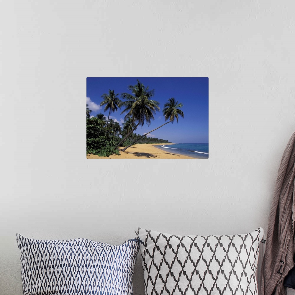 A bohemian room featuring CARIBBEAN, Puerto Rico.Palm tree lined coastline