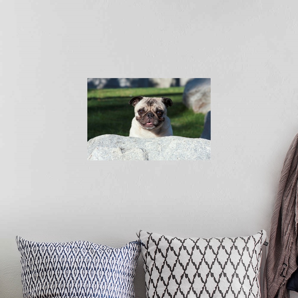 A bohemian room featuring Pug peaking up behind a rock