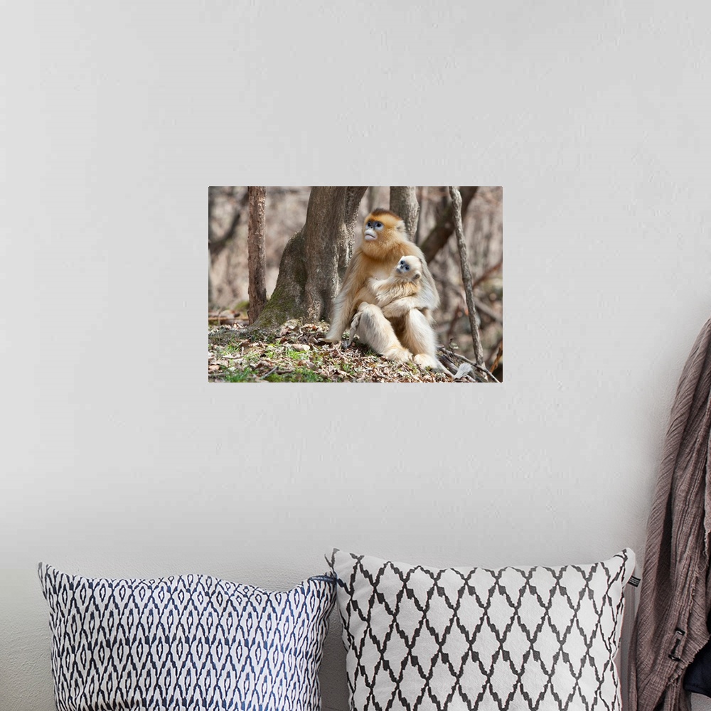 A bohemian room featuring Qinling Mountains, Female Golden Monkey with youngster.