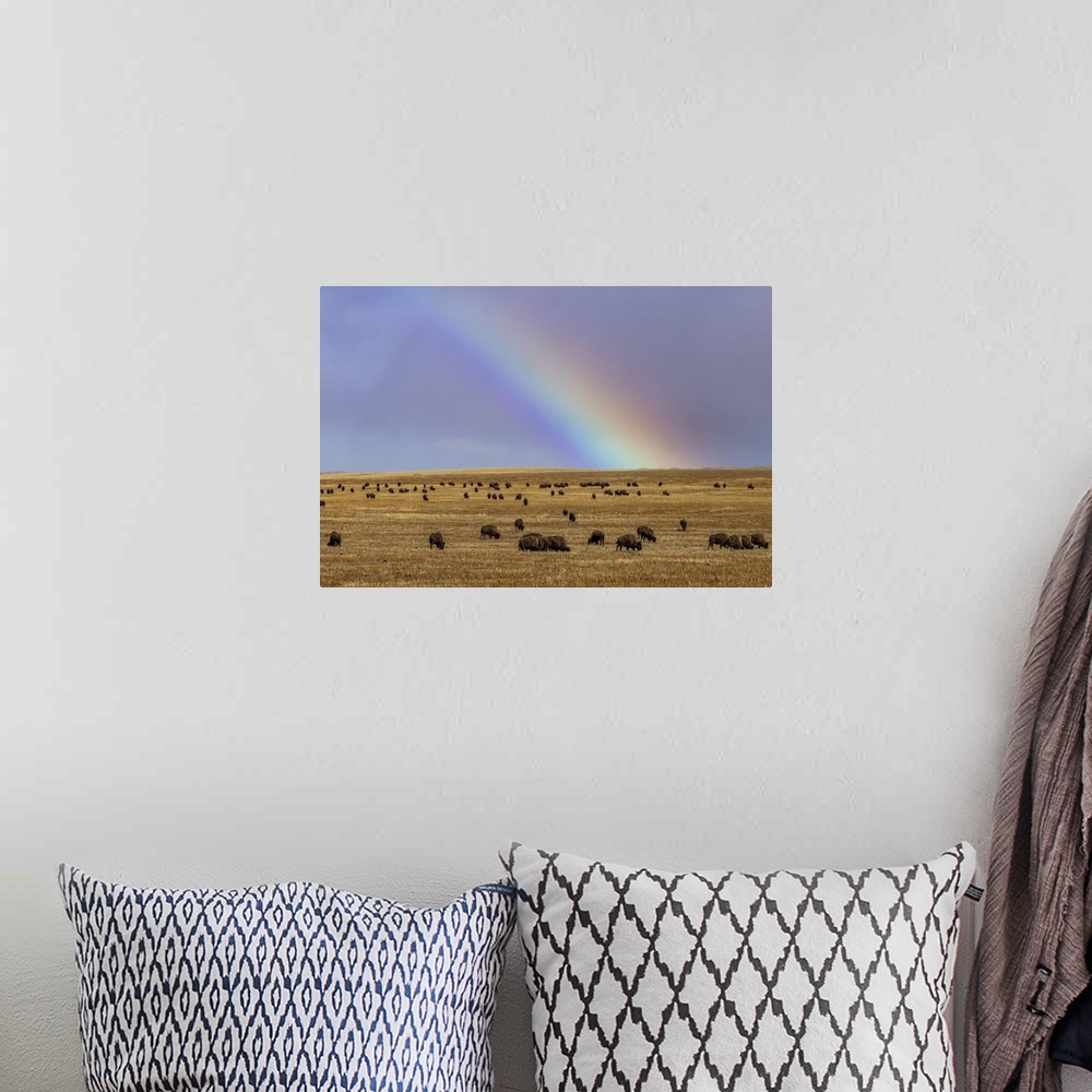 A bohemian room featuring Rainbow over the Blackfeet Nation Bison herd near Browning, Montana, USA.