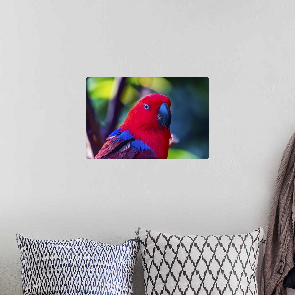 A bohemian room featuring Red blue female eclectus parrot close-up native to Solomon islands, New Guinea.