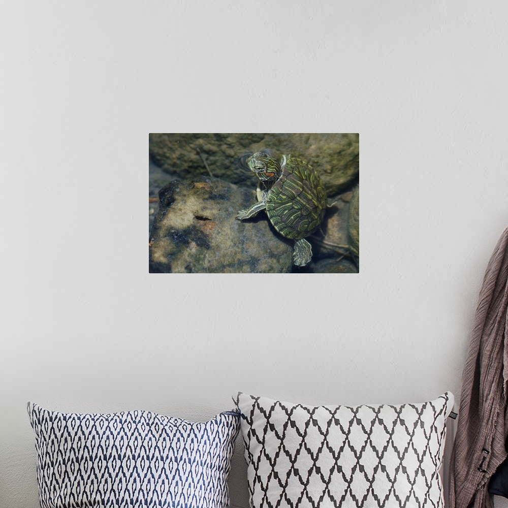 A bohemian room featuring Red-eared Slider, Trachemys scripta elegans, young in creek, Willacy County, Rio Grande Valley, T...