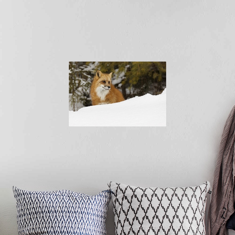A bohemian room featuring Red fox in deep winter snow, vulpes vulpes, controlled situation, Montana.