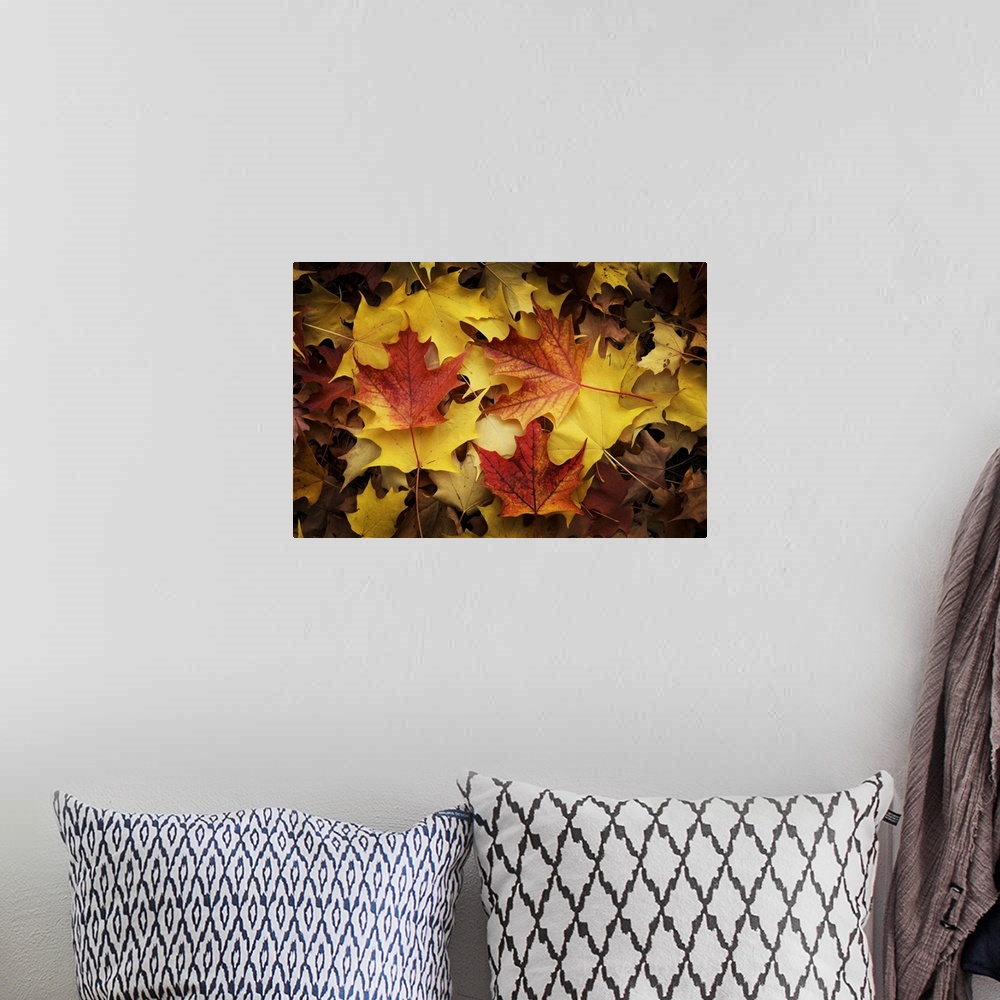 A bohemian room featuring Red, Orange And Yellow Maples Leaves In Autumn