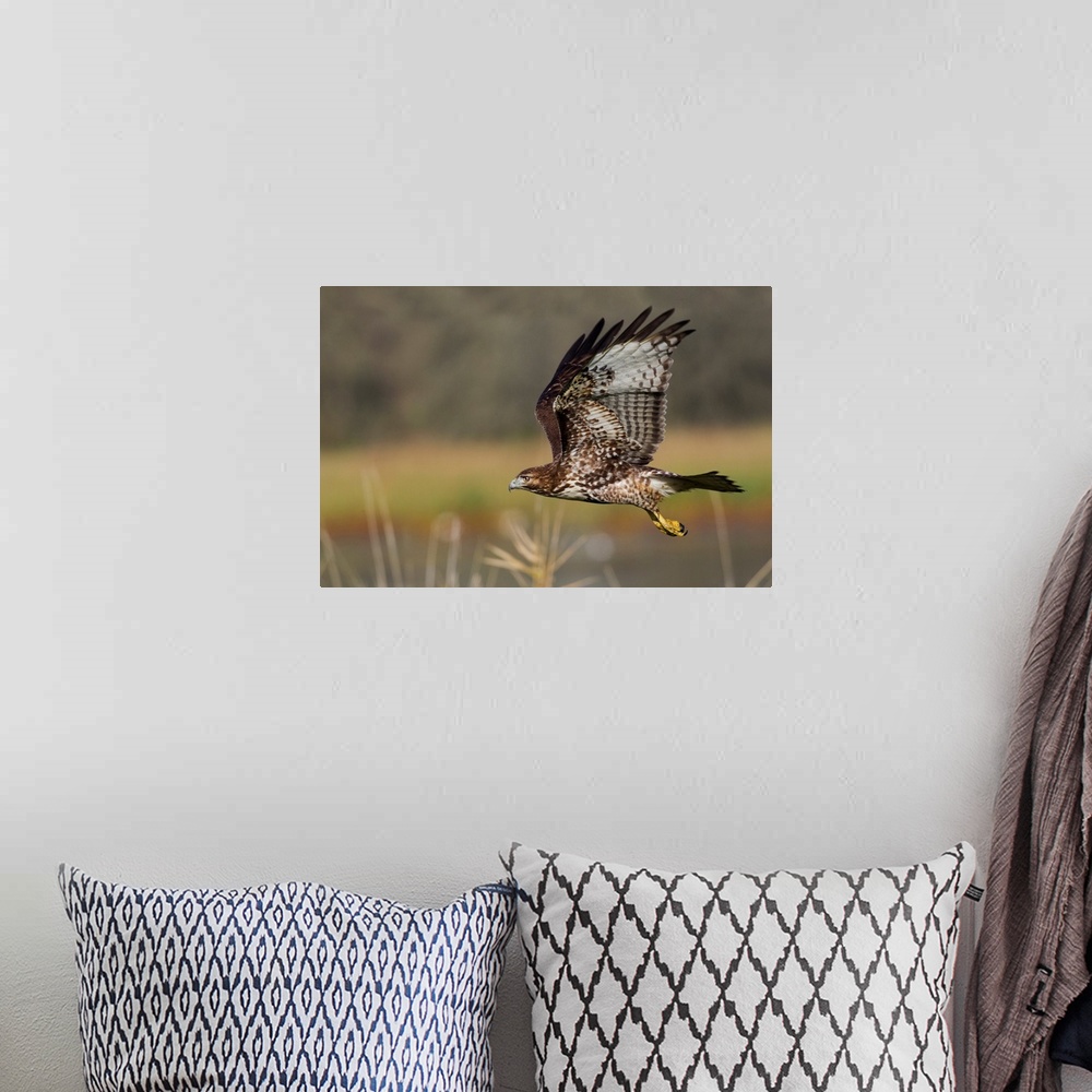 A bohemian room featuring Red-tail Hawk.