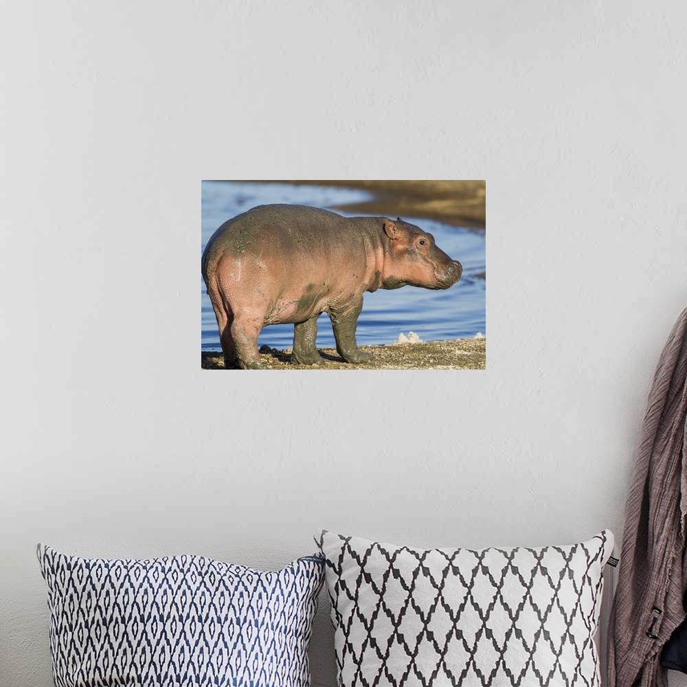 A bohemian room featuring Reddish very young hippo stands on shoreline of Lake Ndutu, profile view, eye looking at camera.