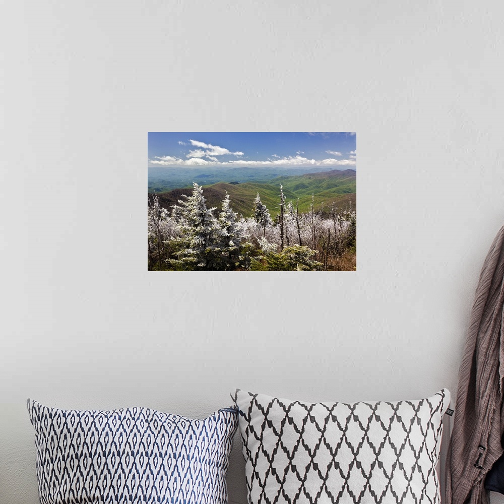 A bohemian room featuring Rim Ice on trees, Great Smoky Mountains National Park, Tennessee.