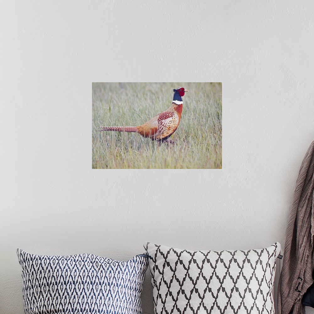 A bohemian room featuring Ring-necked Pheasant (Phasianus colchicus) male in dew-covered grass, North Dakota