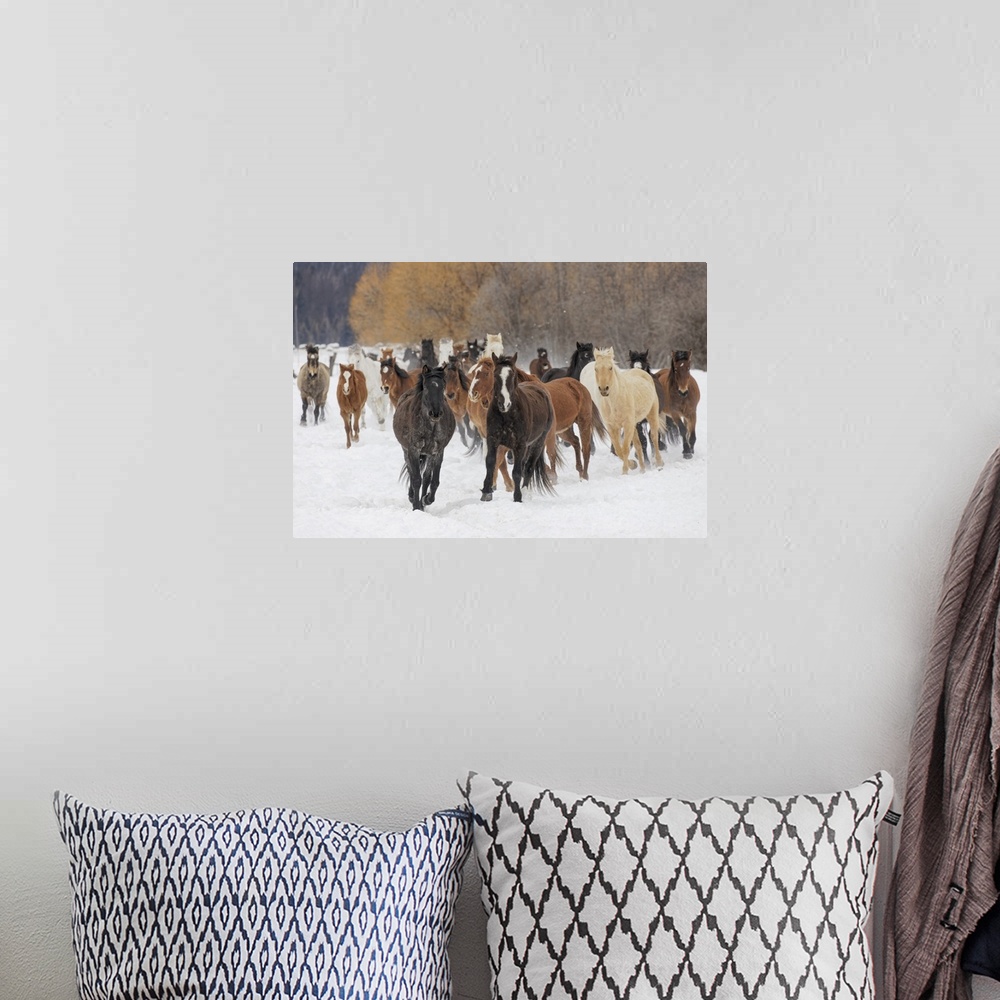 A bohemian room featuring Rodeo horses running during winter roundup, Kalispell, Montana.