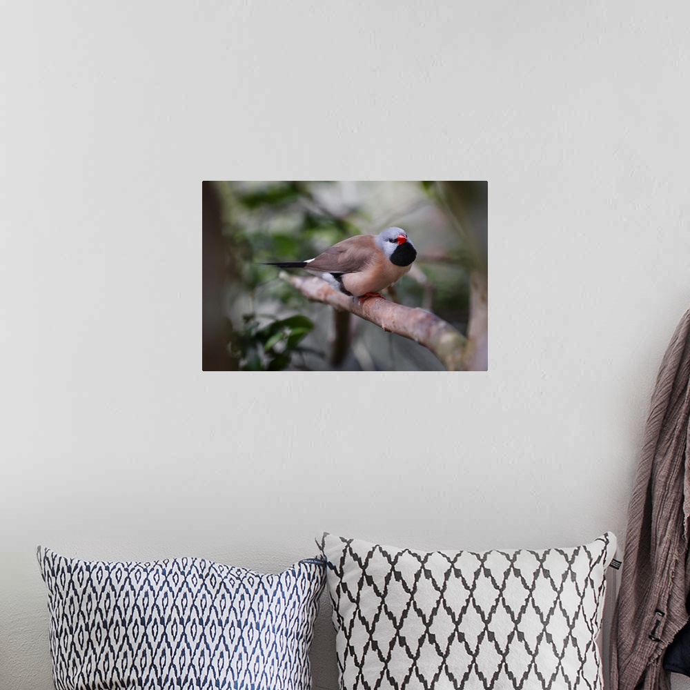 A bohemian room featuring Shaft-tail finch, native to Australia. Australia, Australia.