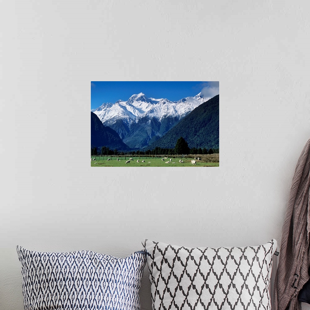 A bohemian room featuring Snow-clad Mount Tasman rises above green sheep pastures from near the town of Fox Glacier on the ...