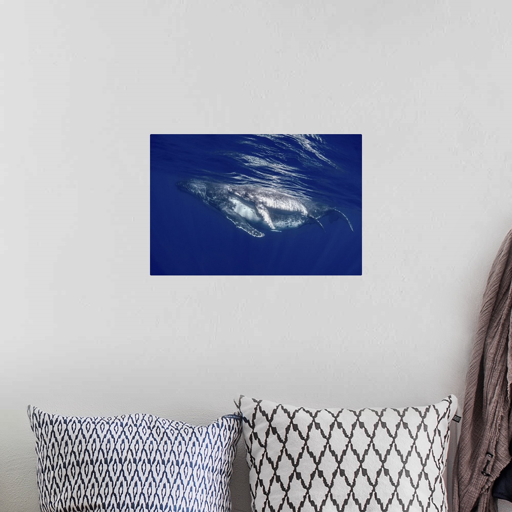 A bohemian room featuring South pacific, Tonga. Humpback whale mother and calf close-up.