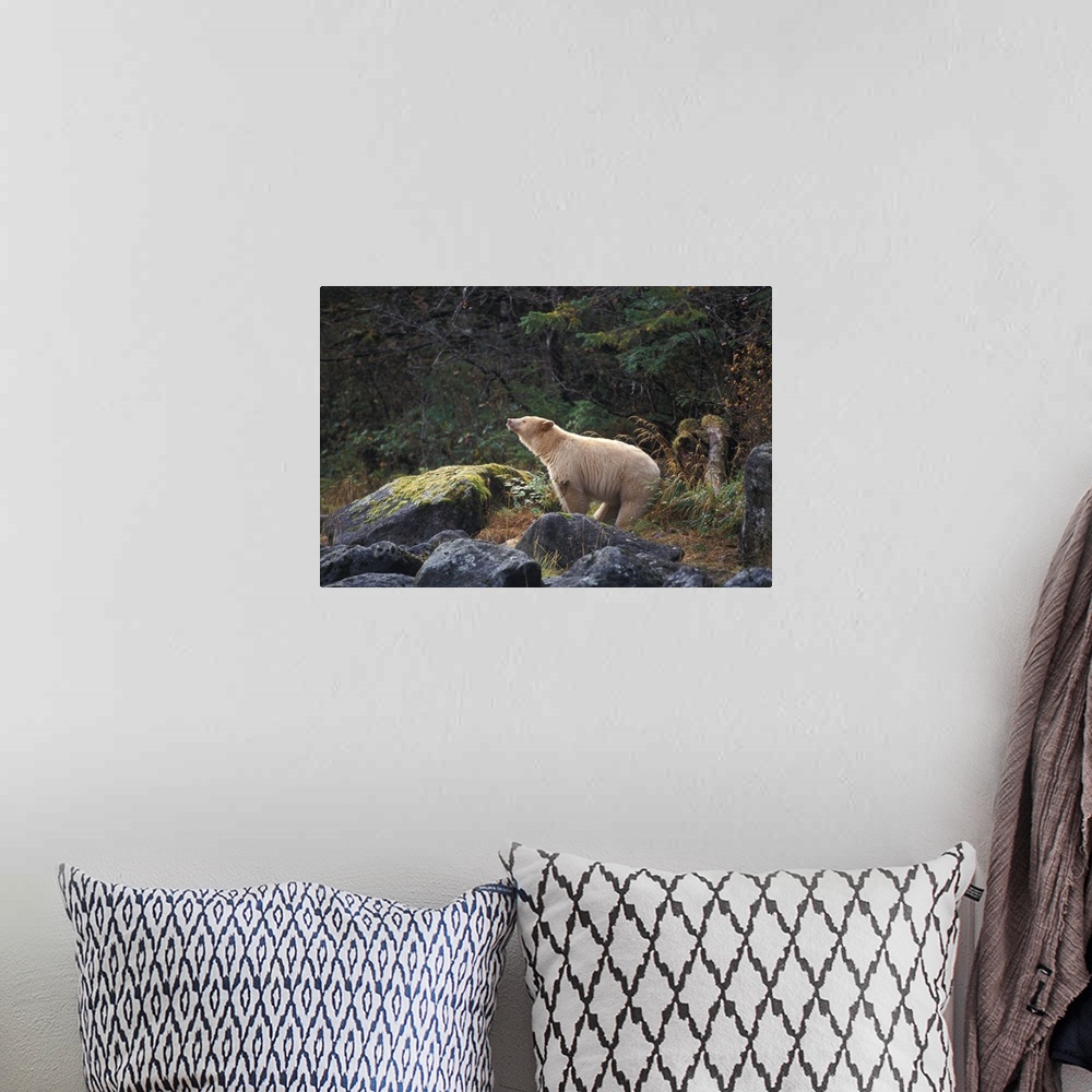 A bohemian room featuring spirit bear, kermode, black bear, Ursus americanus, sow scenting the air in the rainforest of the...