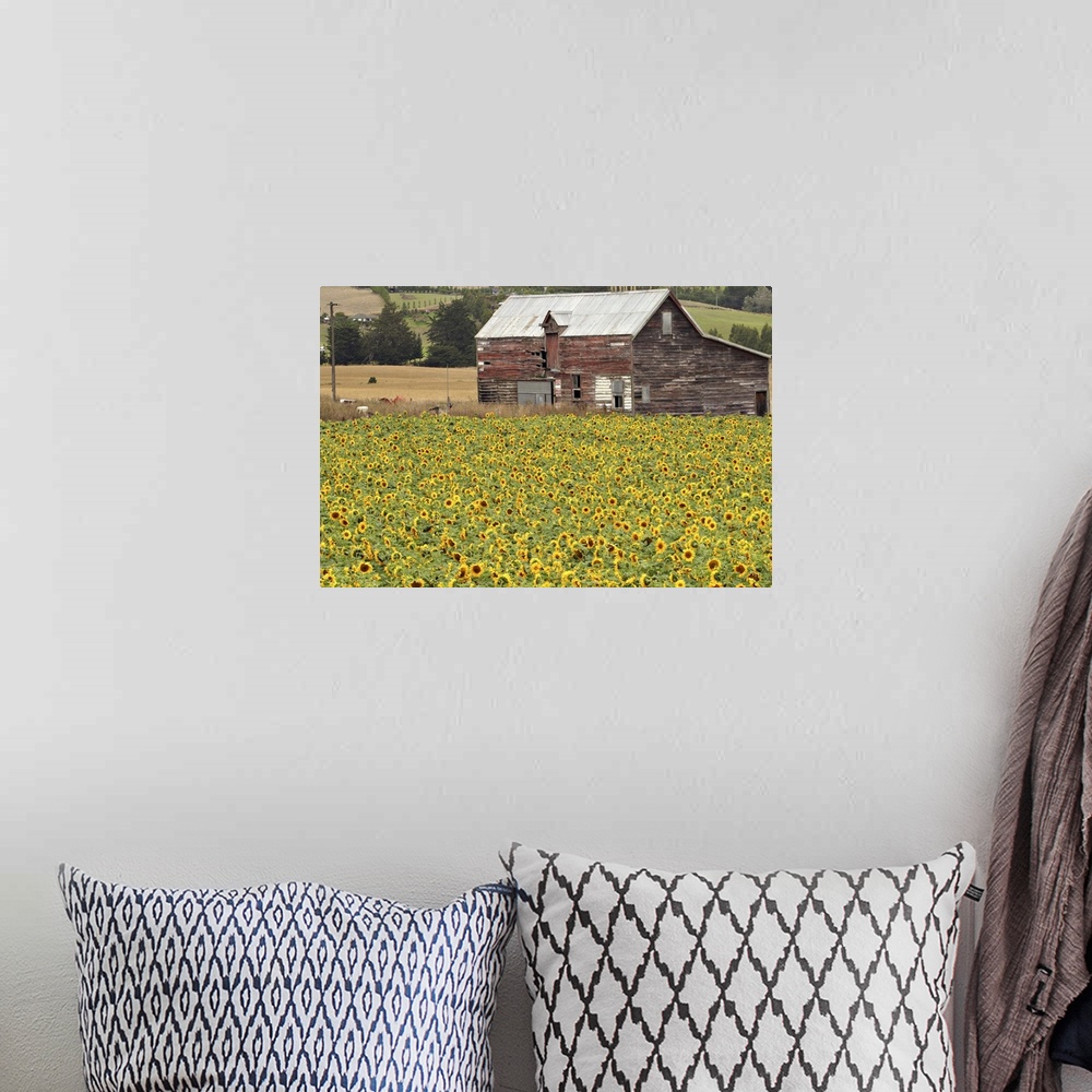 A bohemian room featuring Sunflowers and Old Barn, near Oamaru, North Otago, South Island, New Zealand
